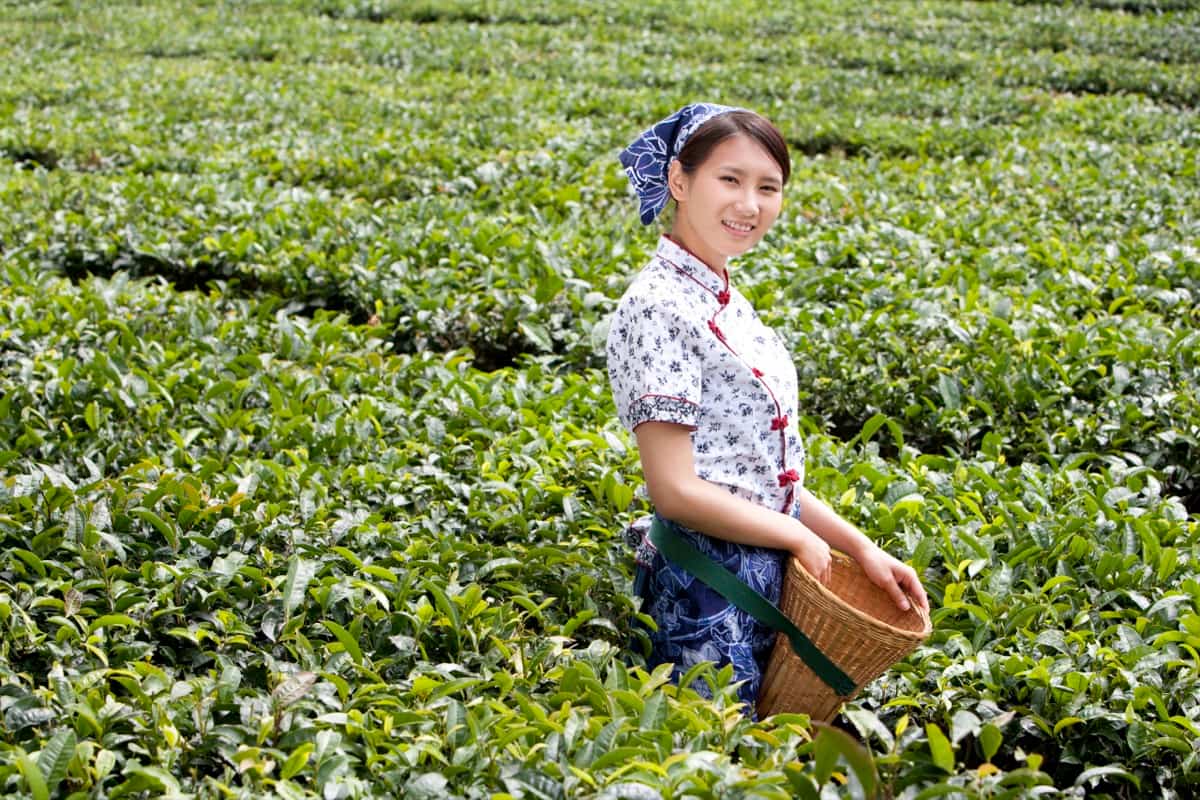 Harvesting Tea in the farm