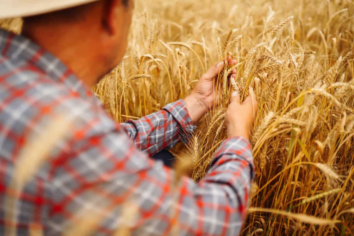 Wheat Crop Inspection