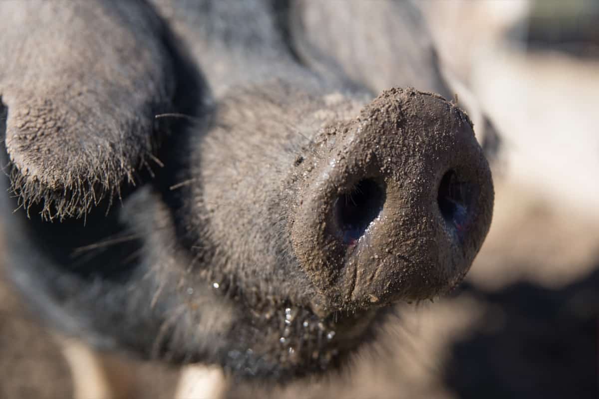 Wessex Pig Nose