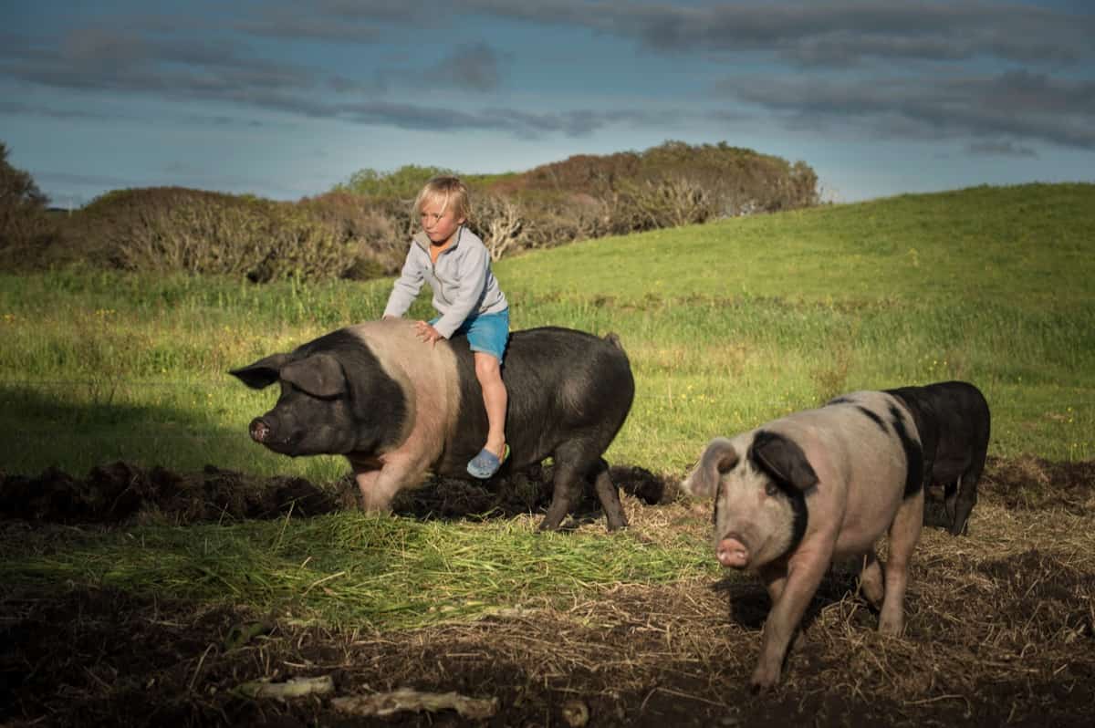 Wessex Pig Farm