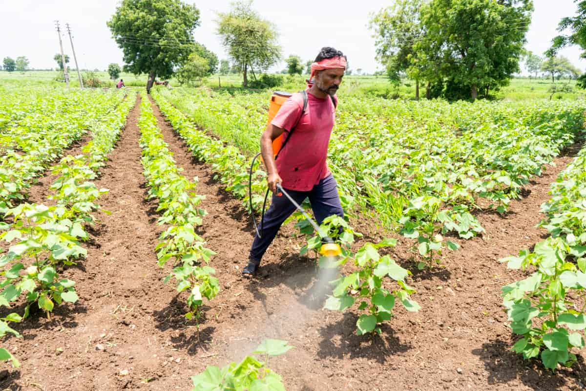 Farmer spraying cotton field with pesticides and herbicides