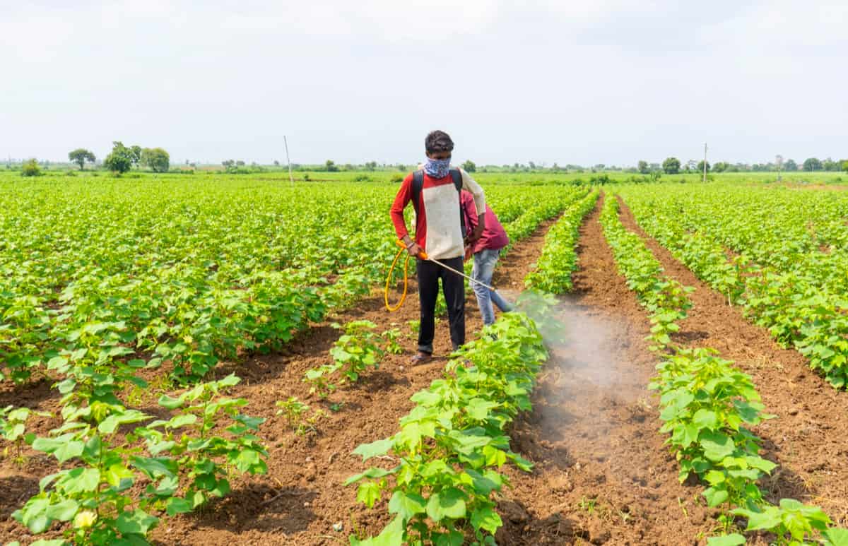 cotton field pest management