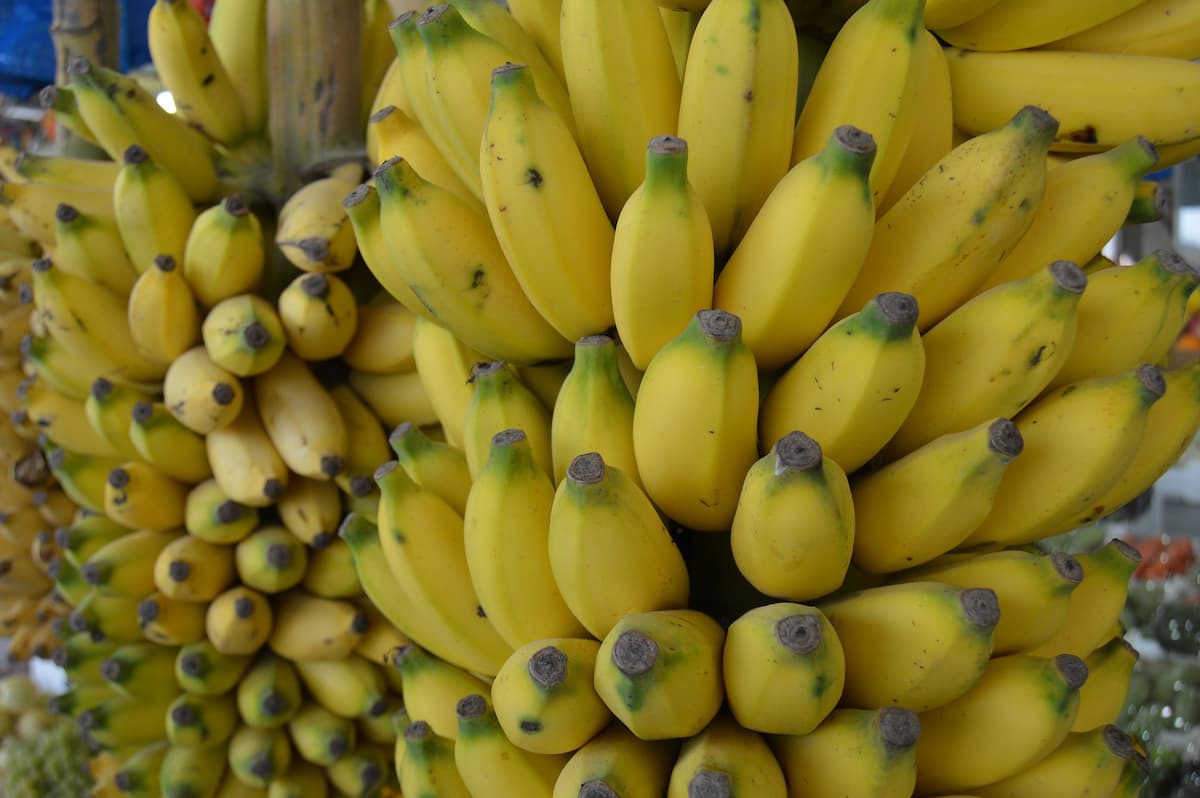 Yelakki Banana Farming