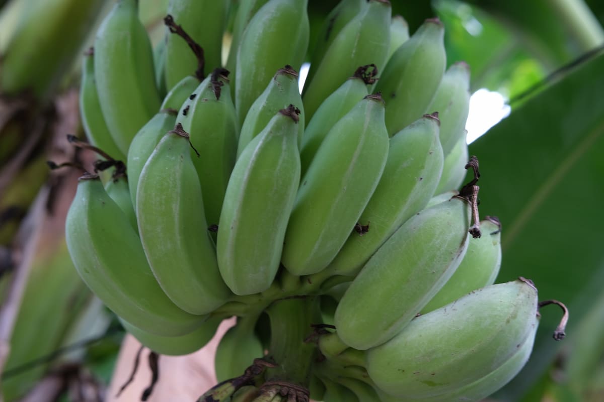 Yelakki Banana Plant