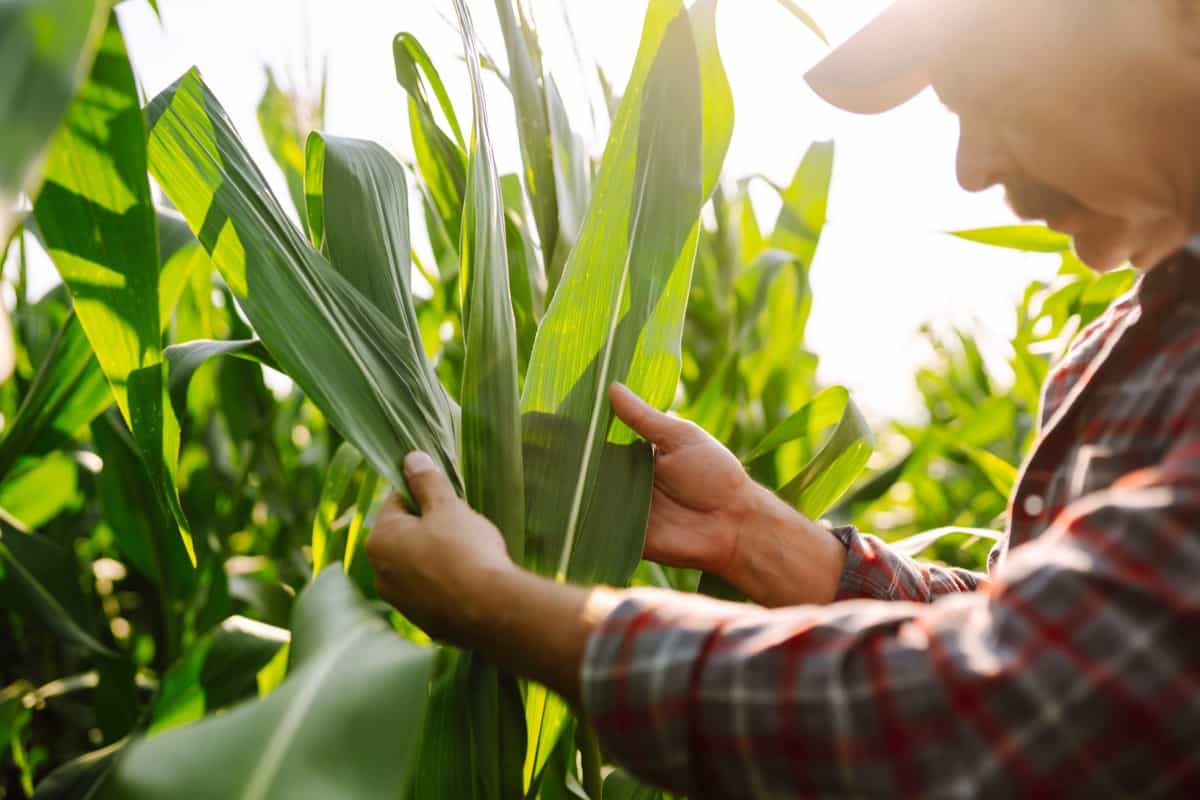 agronomist analyzing maize crop