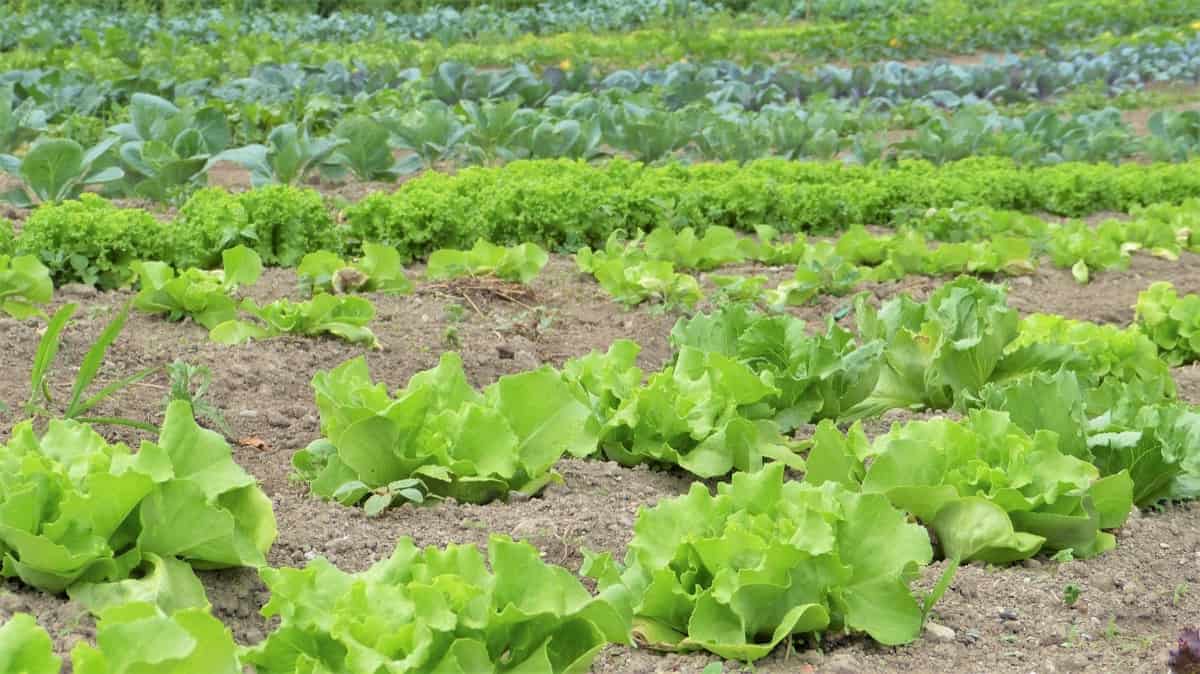 Salad Farming